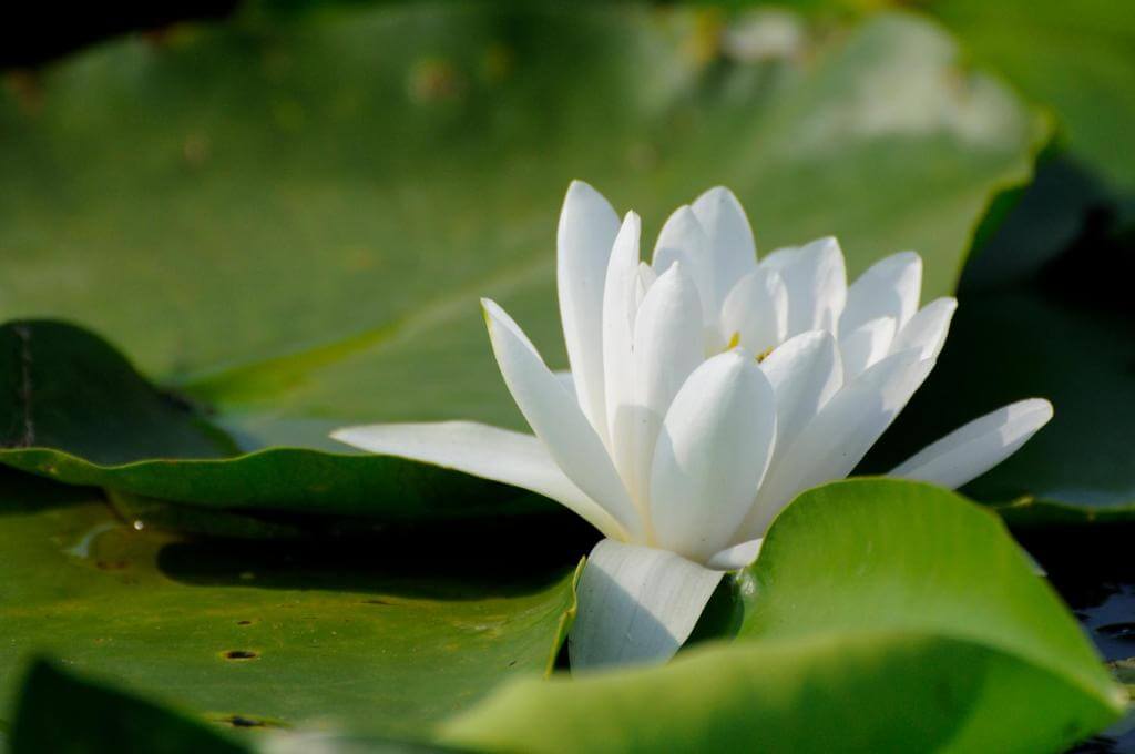 lotus alb