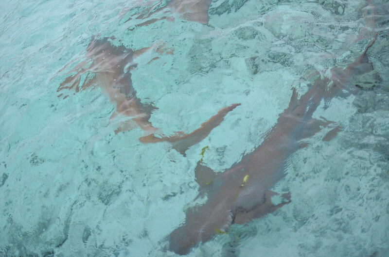rechini in maldive